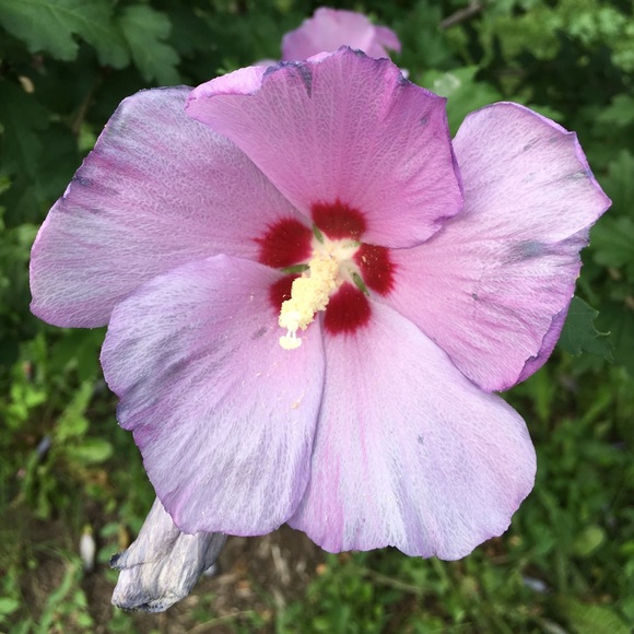 Meet your Posher, R - Picture 1 of 1